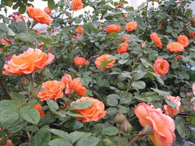 IMG_0662.JPG
