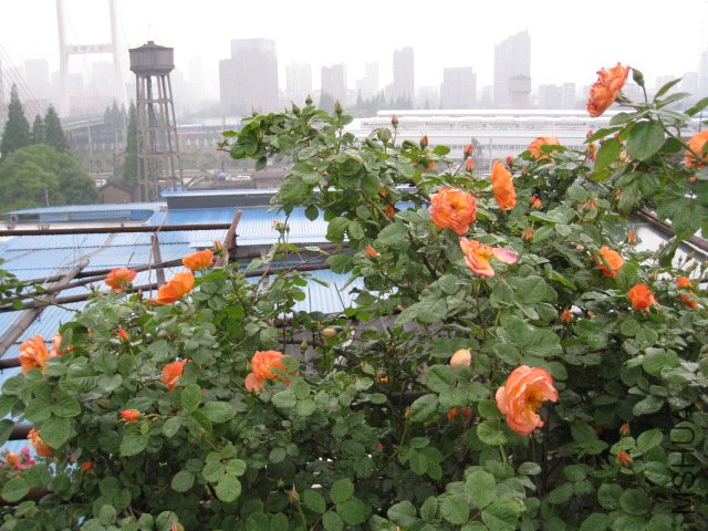 IMG_0666.JPG