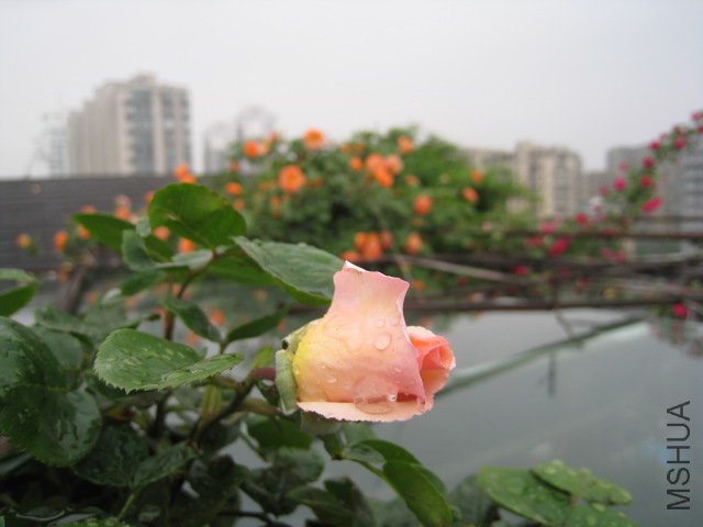 IMG_0672.JPG