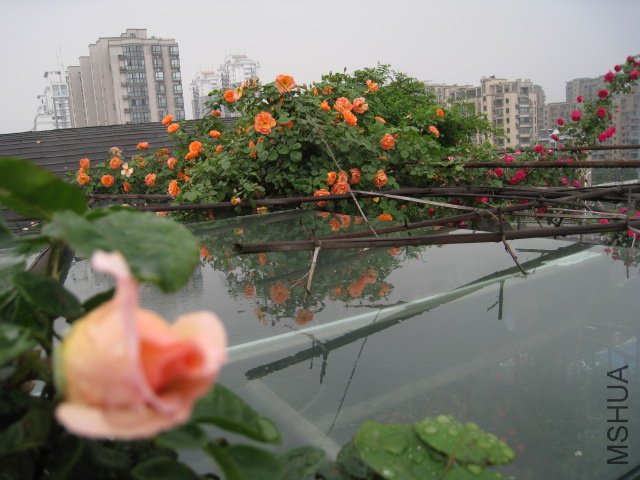 IMG_0675.JPG