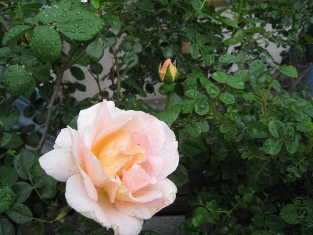 IMG_0683.JPG