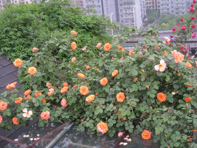 IMG_0668.JPG