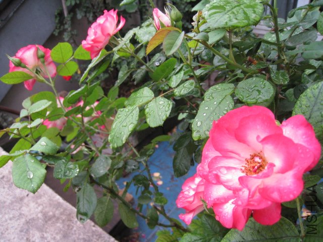 IMG_0703.JPG