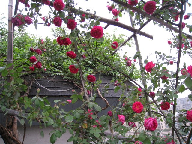 IMG_0707.JPG