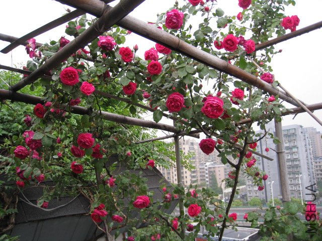 IMG_0690.JPG