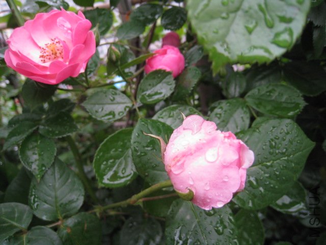 IMG_0698.JPG
