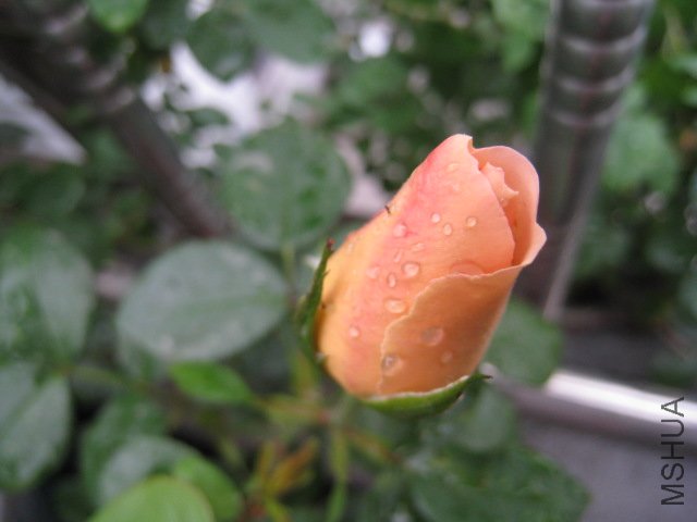 IMG_0685.JPG