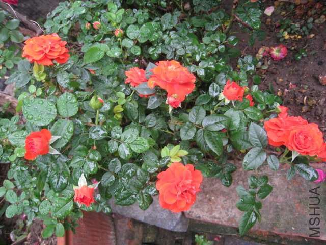 IMG_0701.JPG