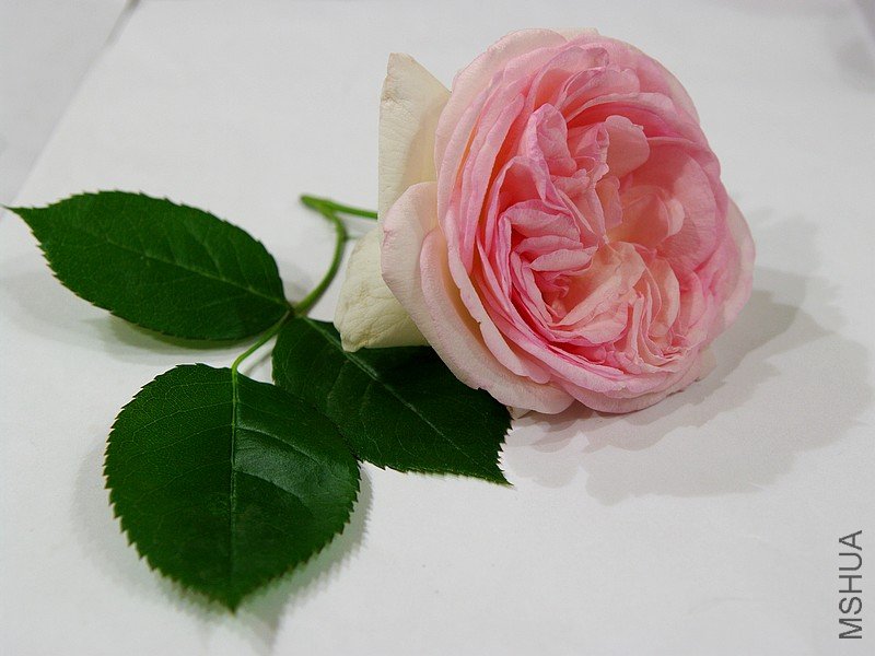 IMGP6466.JPG