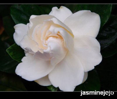 DSC01452-7.jpg