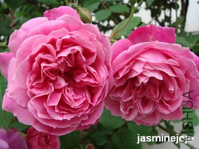 DSC01393.JPG