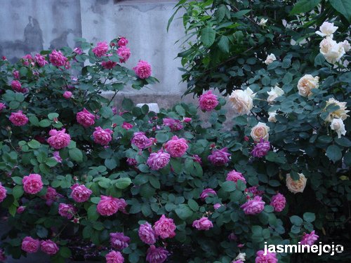 DSC00785.JPG