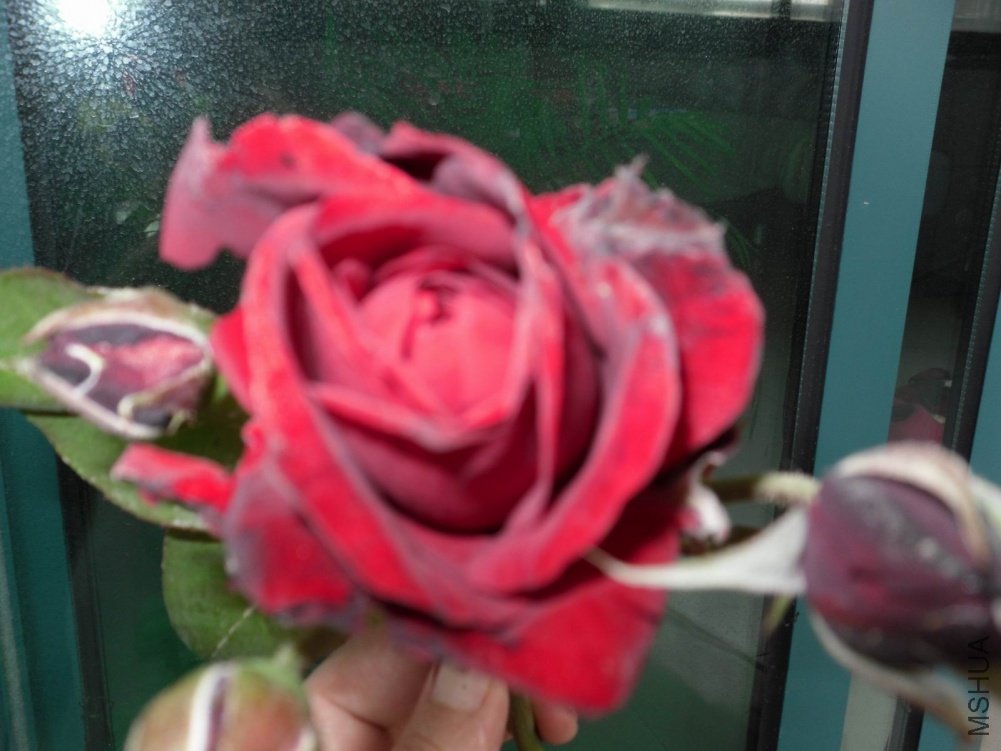 ������С SDC10858.JPG