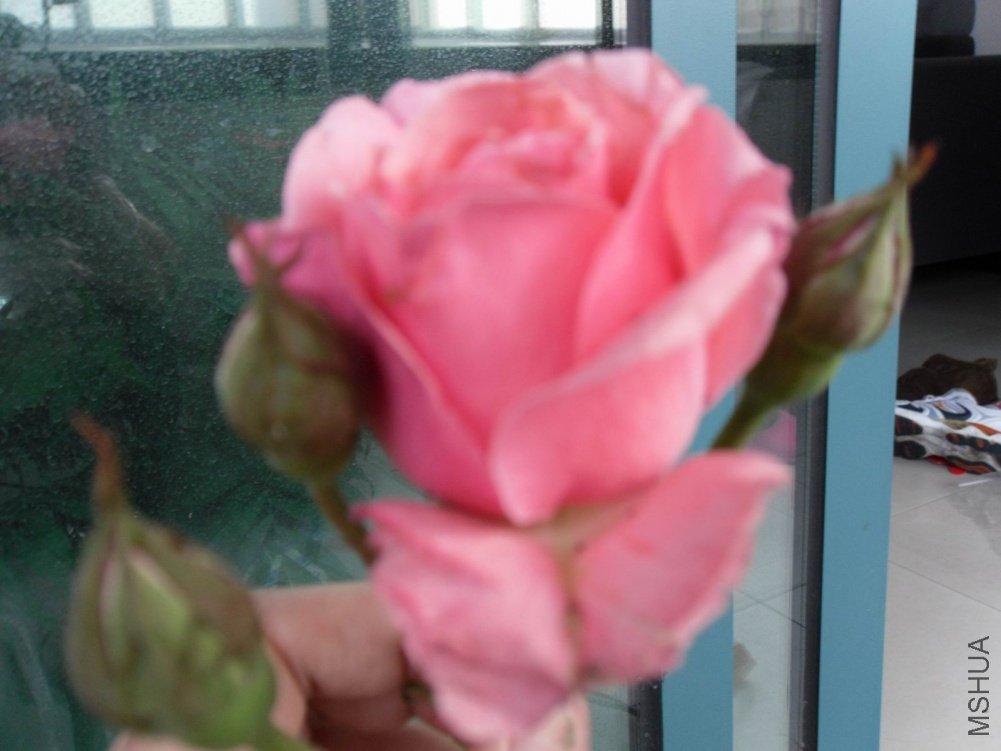 ������С SDC10859.JPG