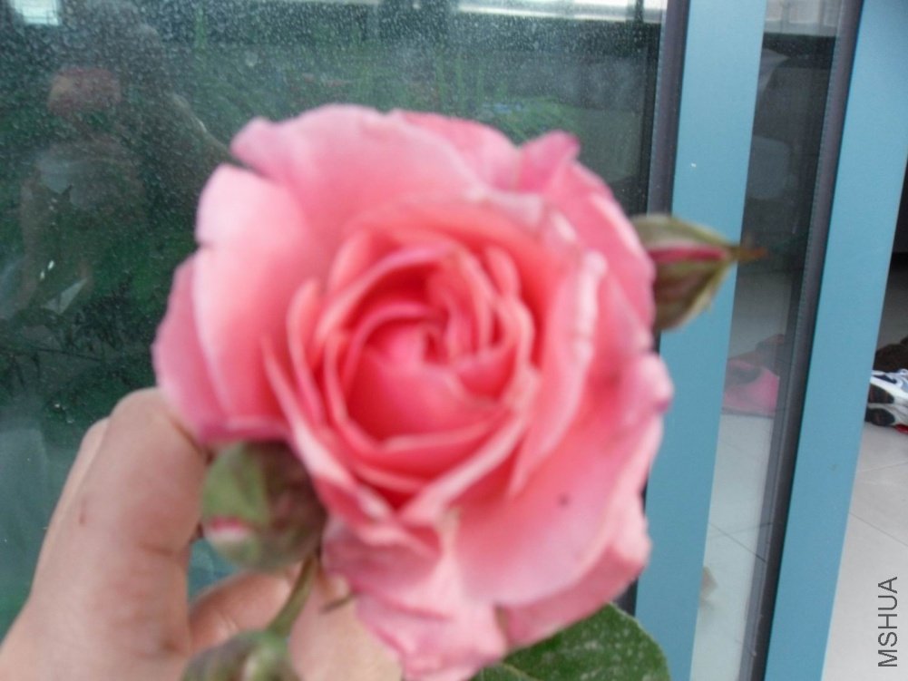 ������С SDC10860.JPG