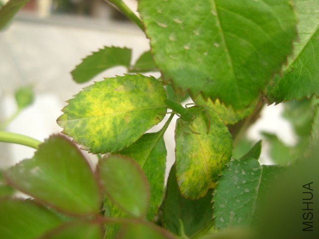 ��Ƭ 031.jpg