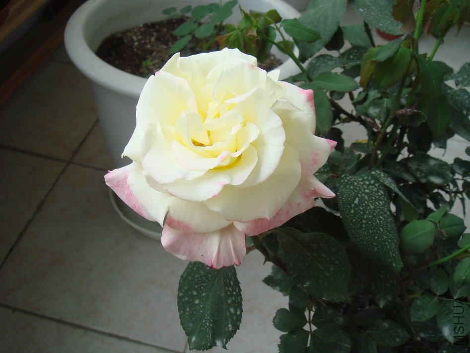 DSC04631.JPG