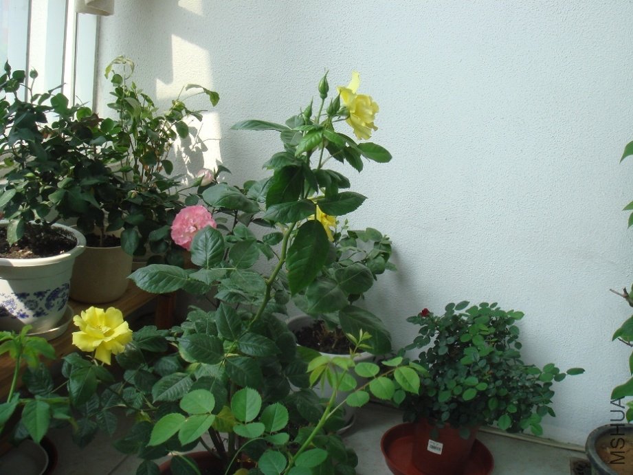 DSC04685.JPG