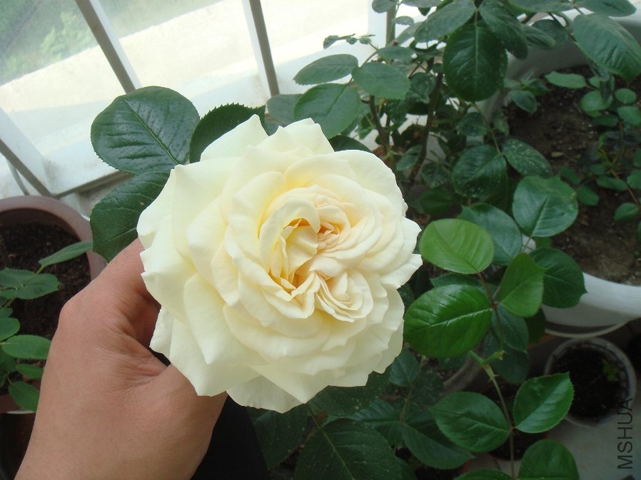 DSC04684.JPG