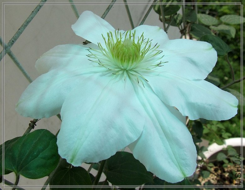 DSCF7337_����.jpg