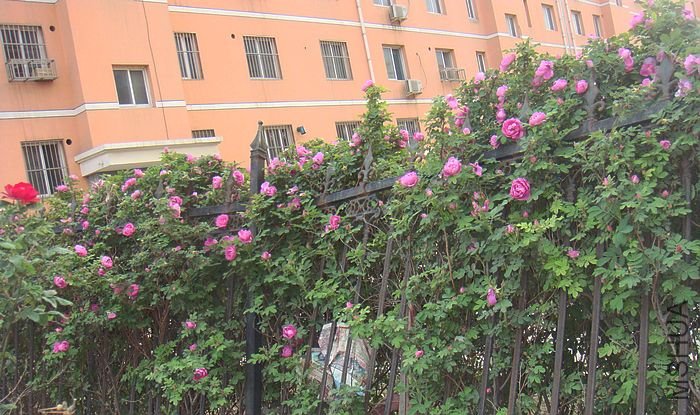 DSC01527.JPG