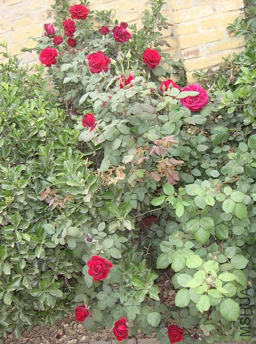 DSC01316.JPG