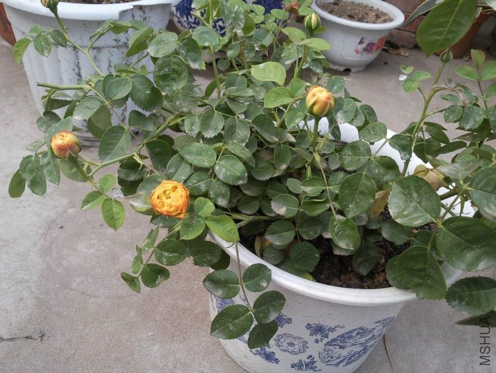 ������С ��Ƭ0904.jpg