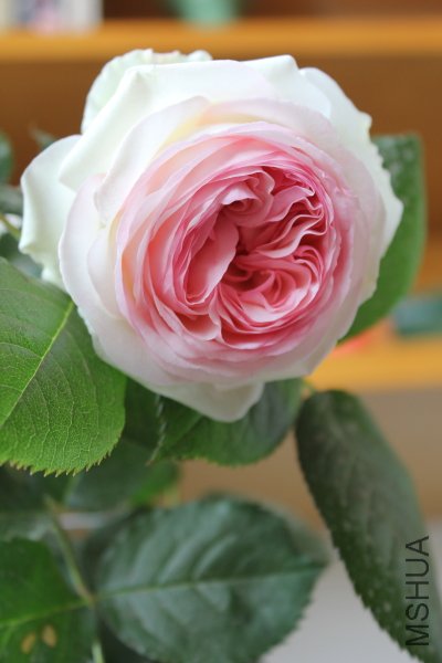 IMG_7557y.JPG