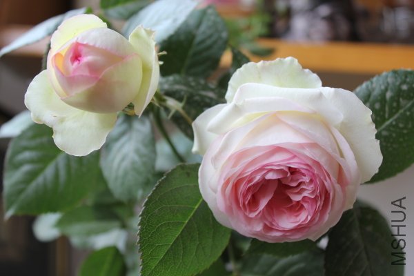 IMG_7558y.JPG