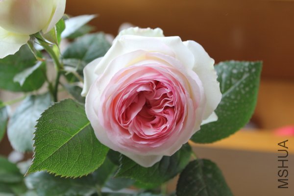 IMG_7561y.JPG