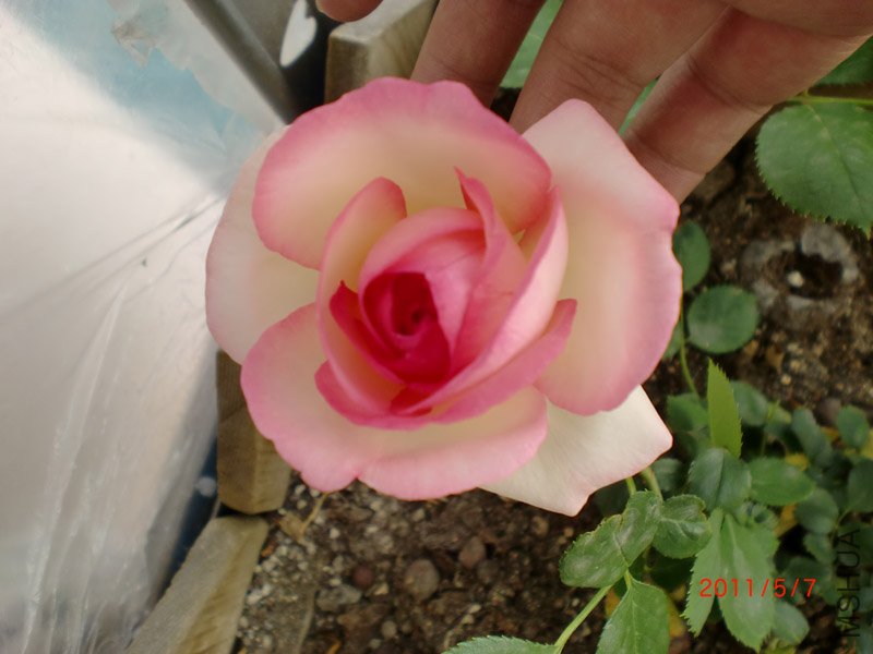 CIMG0667.JPG
