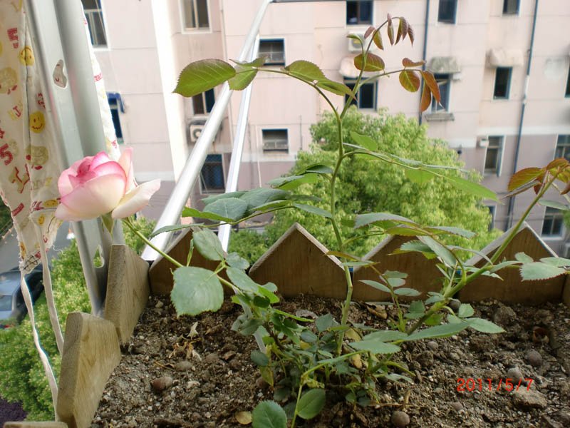 CIMG0670.JPG