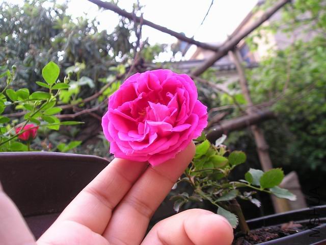 ������С P1010007.JPG