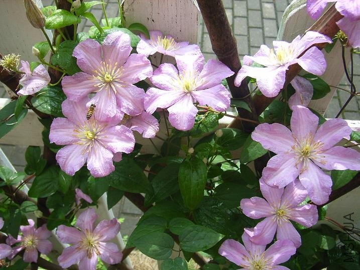 2011.5.7 003.JPG