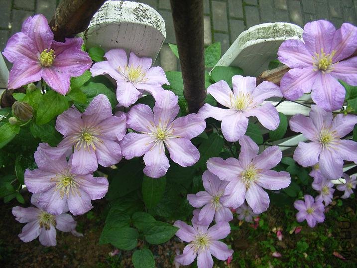 2011.5.7 034.JPG