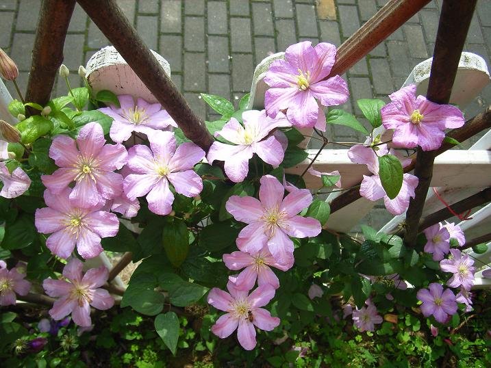 2011.5.7 013.JPG