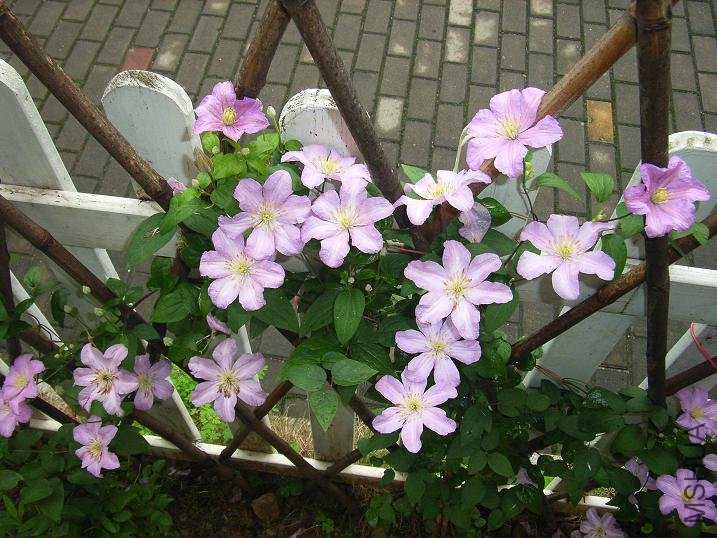 2011.5.7 031.JPG