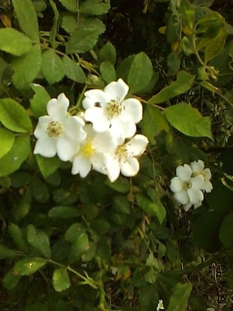 IMG0507160101.jpg