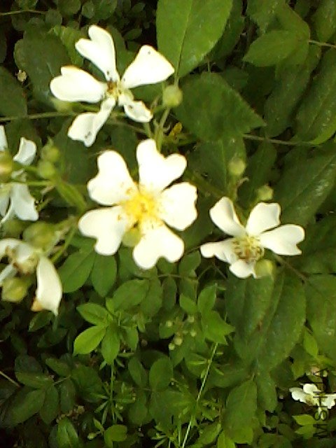 IMG0507160401.jpg