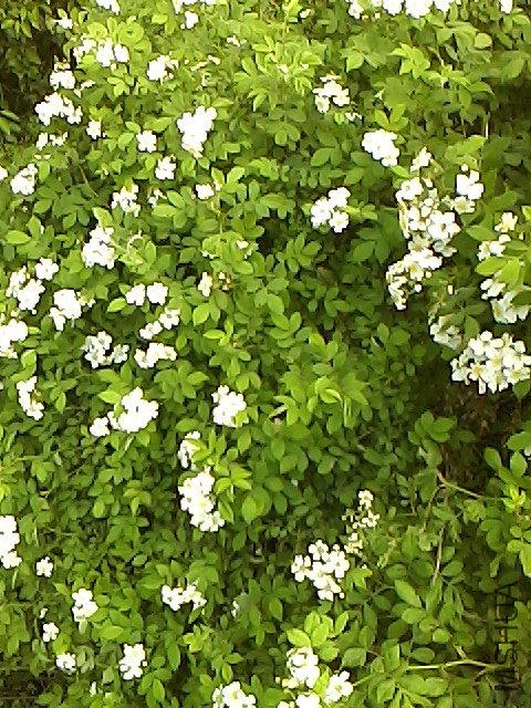 IMG0507160102.jpg