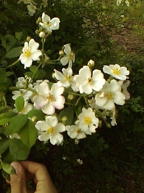 IMG0507155702.jpg