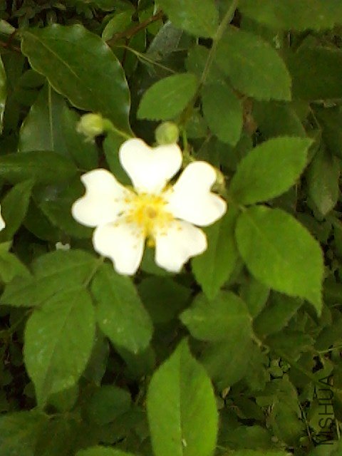 IMG0507160402.jpg