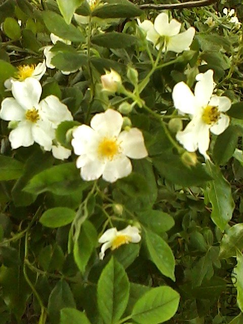 IMG0507160600.jpg