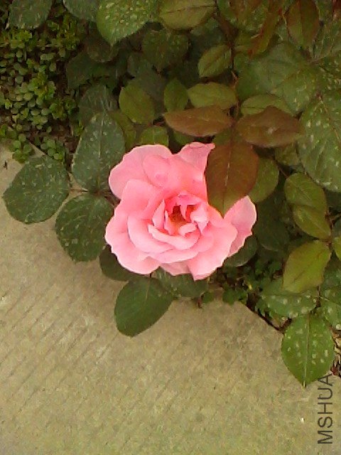 IMG0504165806.jpg