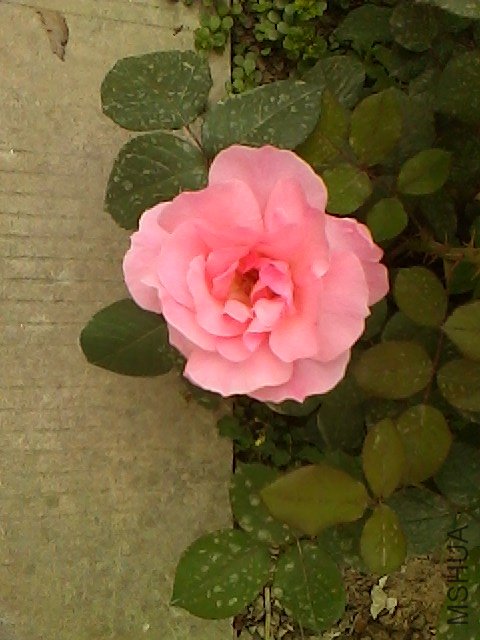 IMG0504165803.jpg
