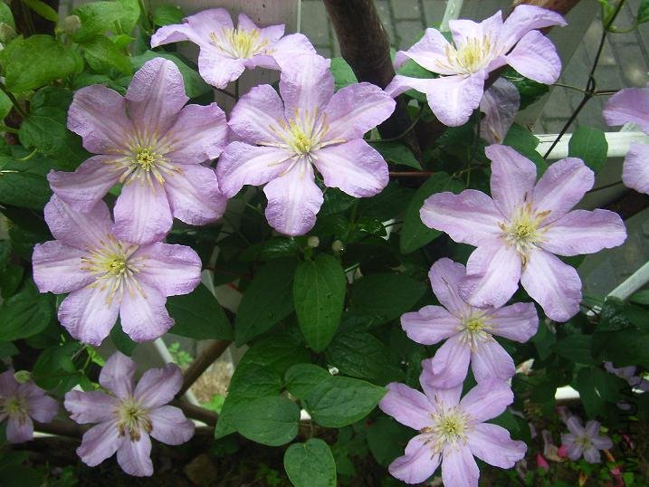 2011.5.7 039.JPG