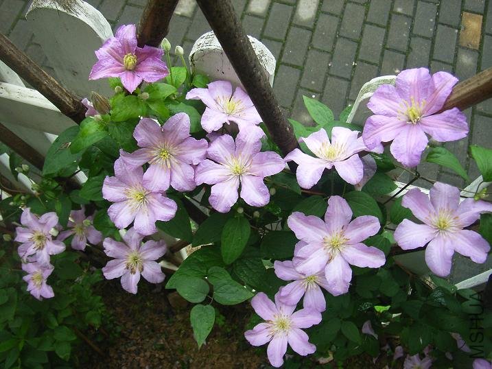 2011.5.7 027.JPG