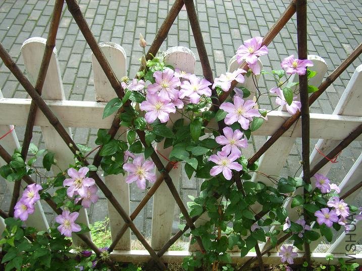 2011.5.7 001.JPG