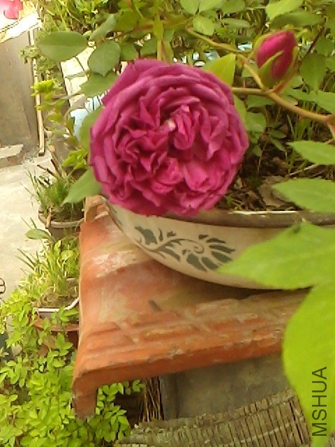 IMG0430154200.jpg