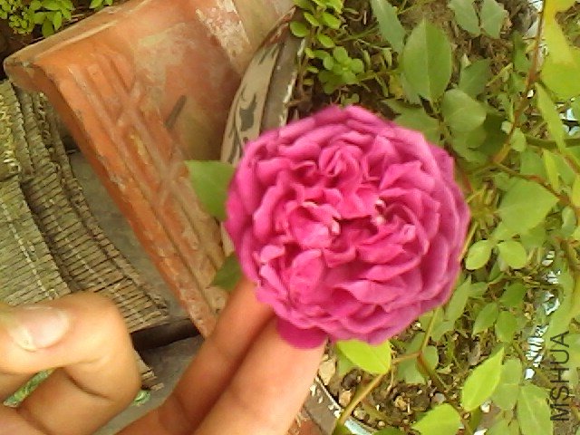 IMG0430154201.jpg